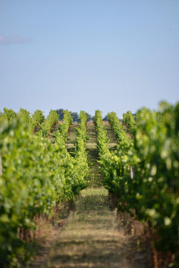 Oenotourisme Châteauneuf-du-Pape : découvrez son terroir exceptionnel